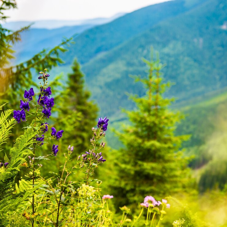 Flores silvestres púrpuras en las montañas. Colinas verdes en el fondo