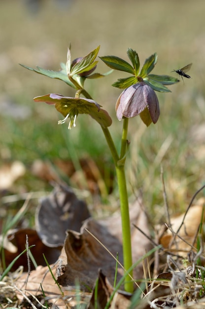 Flores silvestres púrpuras en la naturaleza Hellebore macro detalles de cerca