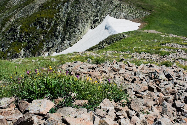 Flores silvestres que florecen en el desierto