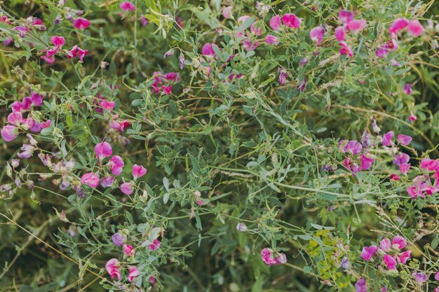 Flores silvestres rosadas en hierba verde