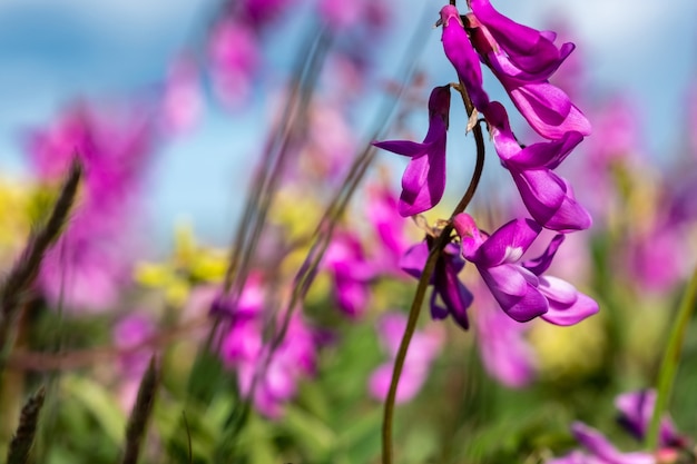 Flores silvestres roxas em um campo