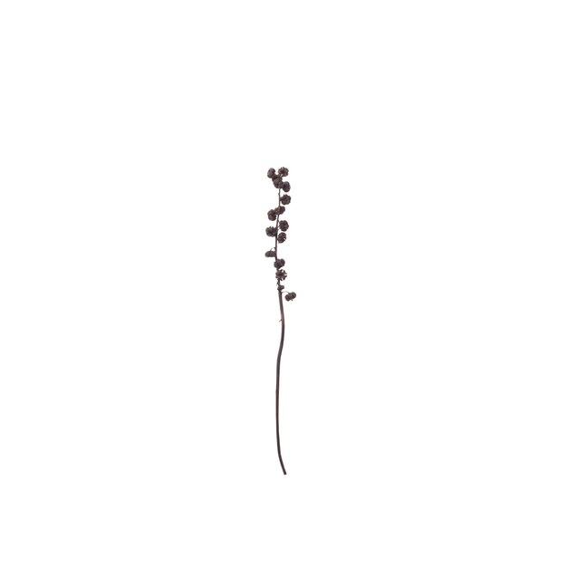 Flores silvestres secas aisladas con fondo mínimo