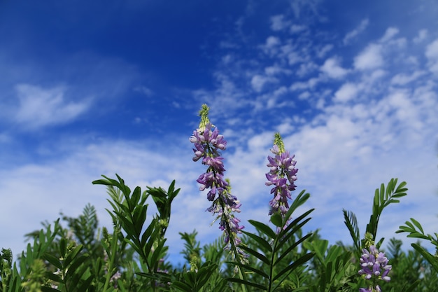 Flores silvestres sobre fondo de cielo azul en primavera.