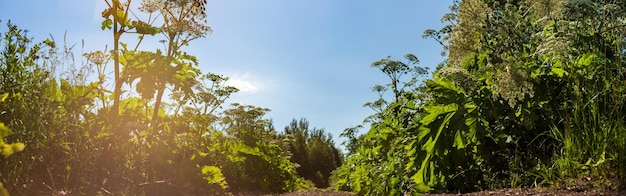 Flores silvestres venenosas de hogweed em um dia ensolarado ao longo de uma estrada rural Linda paisagem rural natural