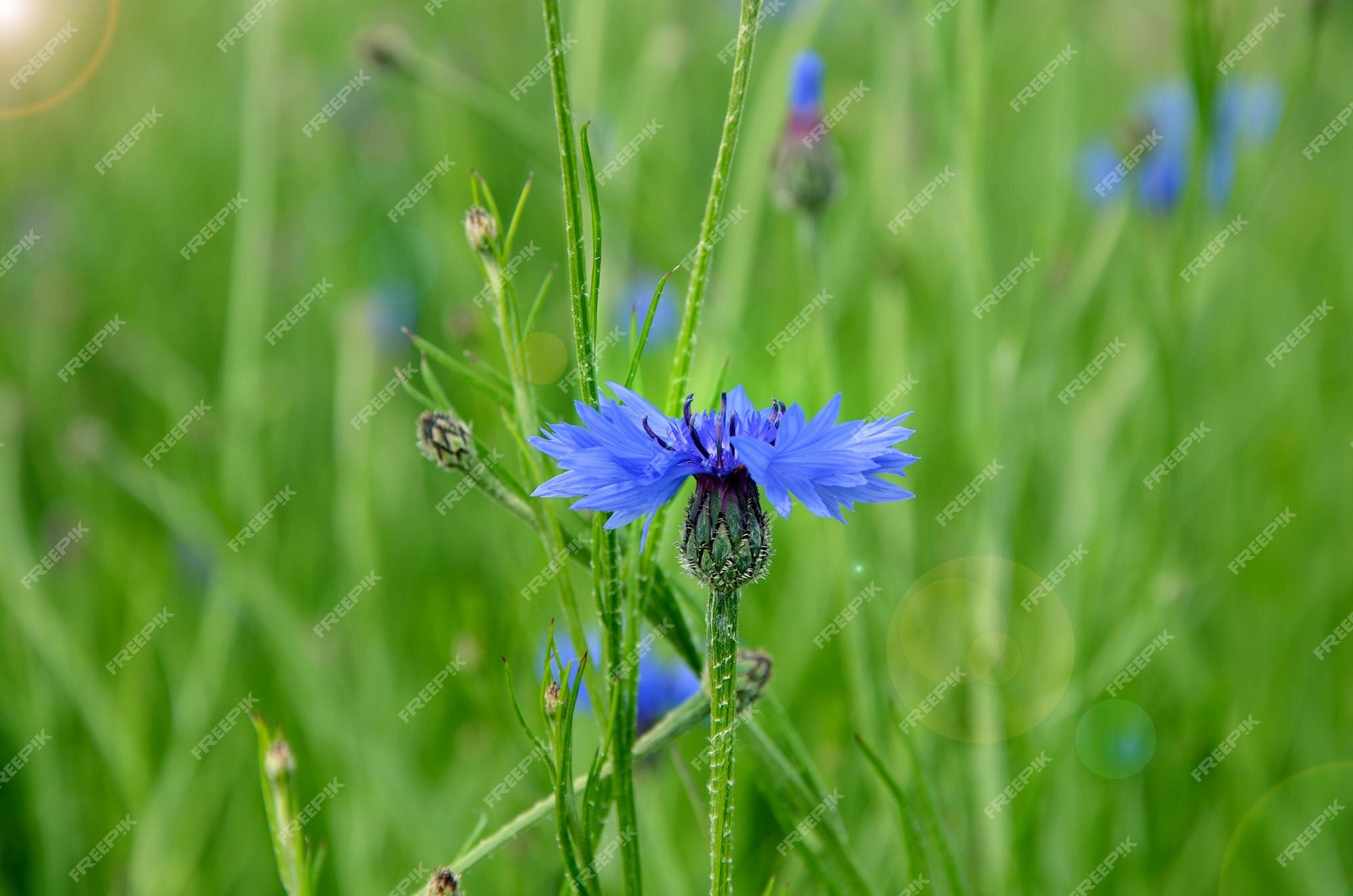Flores silvestres de verano acianos azules en un primer plano de campo  verde | Foto Premium