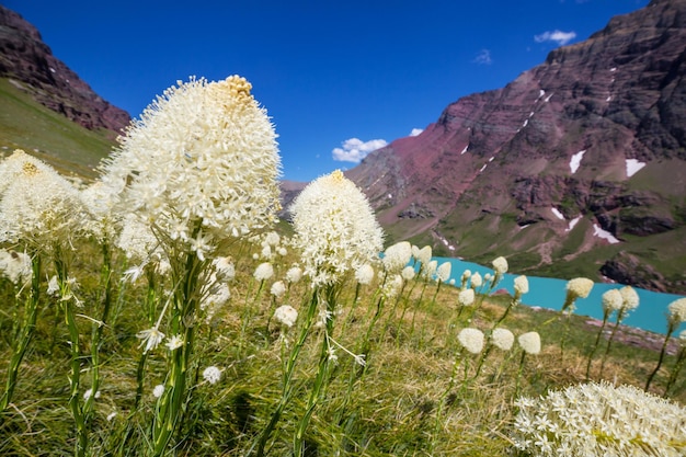 flores silvestres