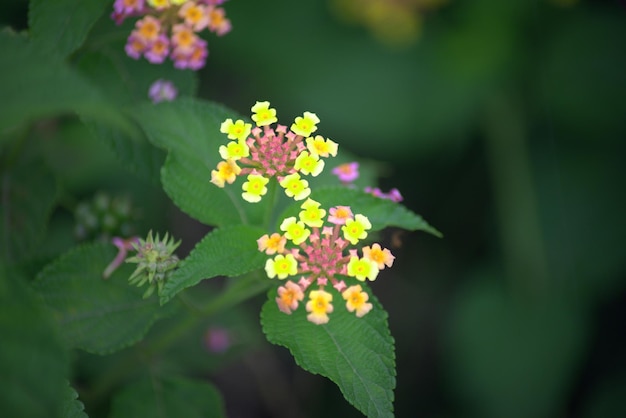 las flores silvestres