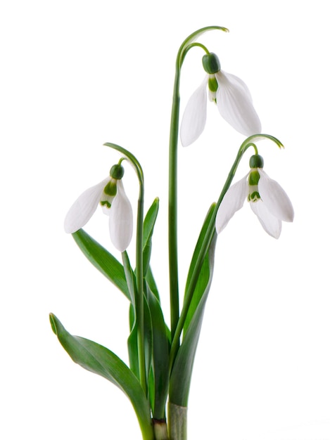 Flores Snowdrop isoladas no fundo branco Lindas flores da primavera