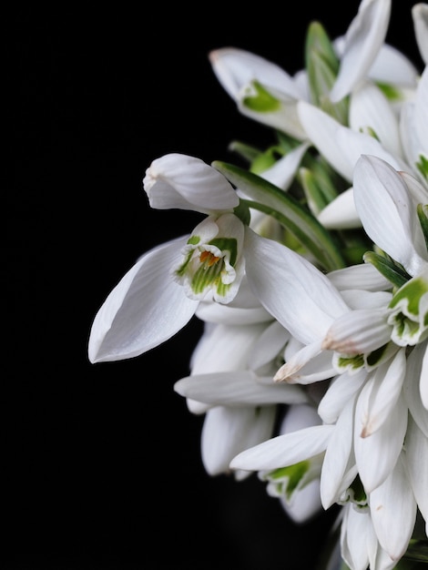 Flores snowdrop