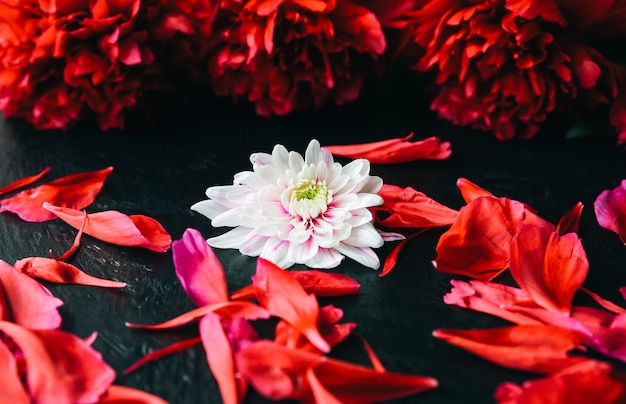 Flores sobre fondo negro. Ramo de peonías. Lay Flat perfecto con pétalos. Postal de vacaciones de madres felices. Saludo del día internacional de la mujer. Idea de cumpleaños para anuncio. Invitación.