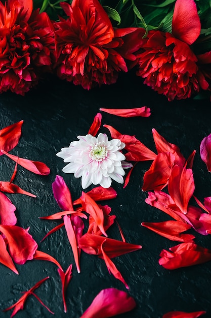 Flores sobre fondo negro. Ramo de peonías. Lay Flat perfecto con pétalos. Postal de vacaciones de madres felices. Saludo del día internacional de la mujer. Idea de cumpleaños para anuncio. Invitación.