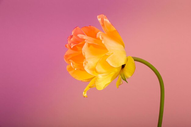 Flores sobre un fondo rojo.