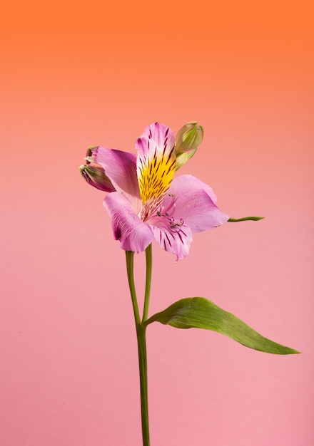 Flores sobre un fondo rosa