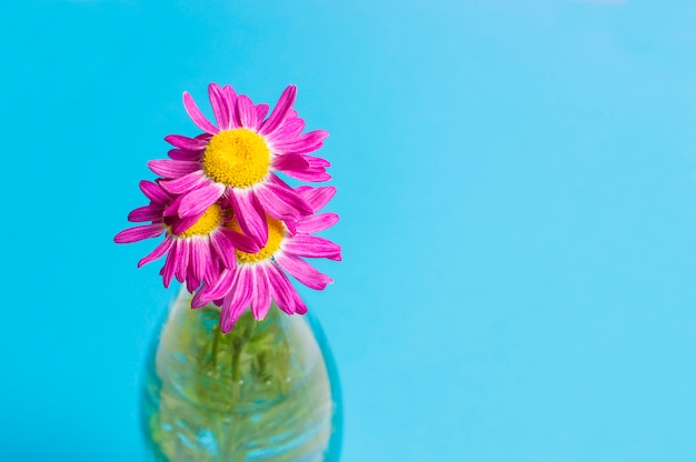 Flores sobre fundo azul