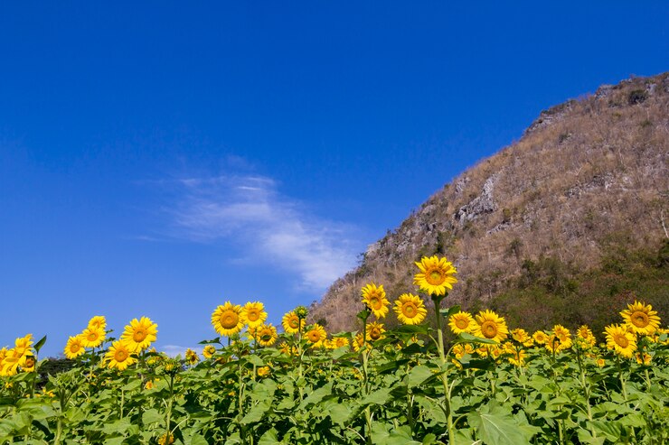 Flores de sol y fondo de cielo azul