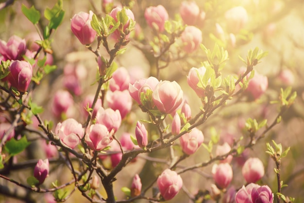 Flores soleadas de magnolia