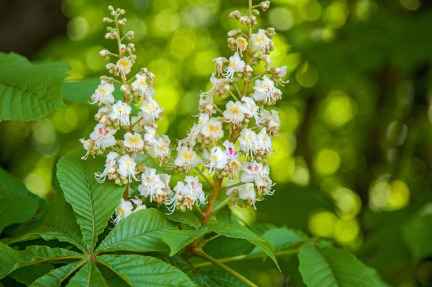 Flores soltas de castanheiro estão em um parque primaveril