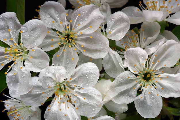 las flores son blancas y las hojas son amarillas y las hojas son verdes.