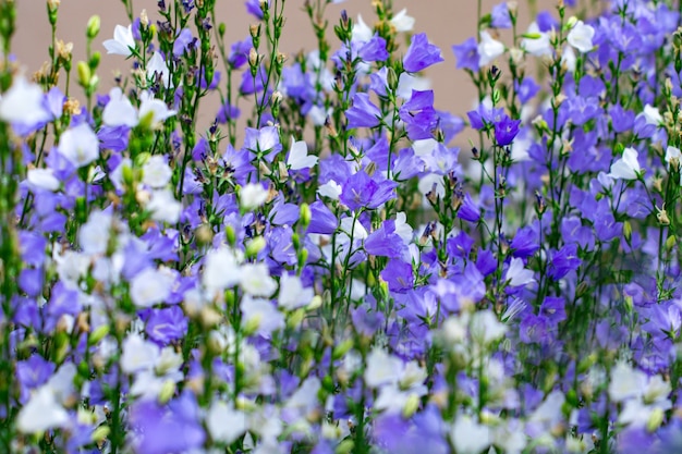 Las flores son campanas blancas y púrpuras de cerca sobre un fondo suavemente borroso de hojas verdes y pasto.