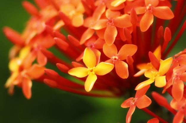 Las flores son de color naranja y amarillo, pero las flores son de naranje y rojo.