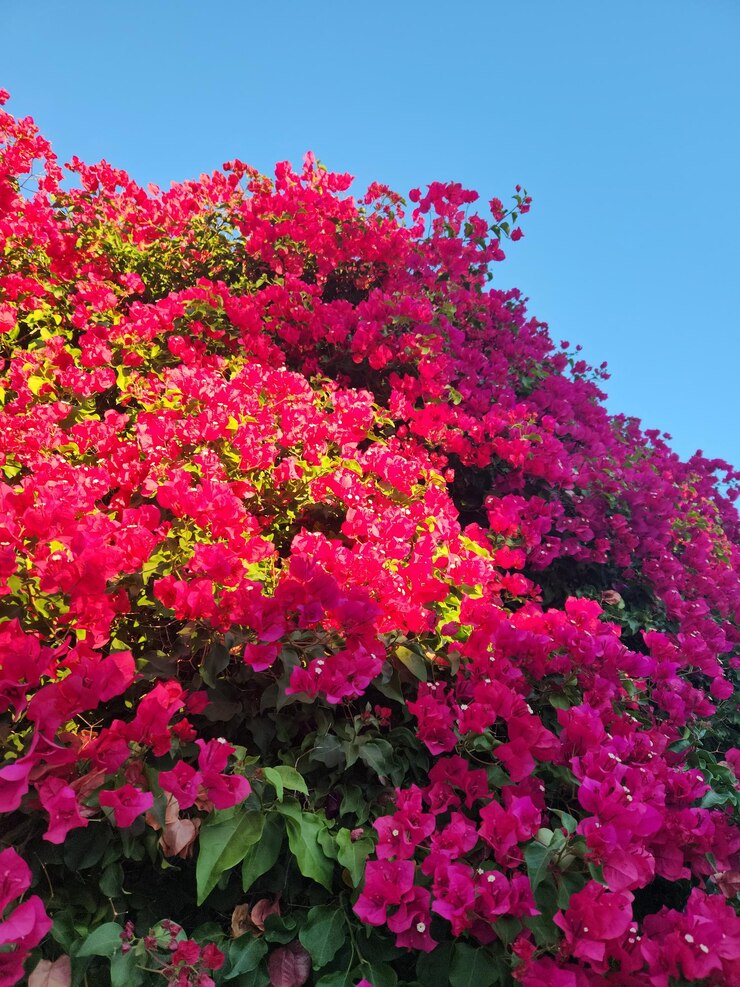 Las flores son hermosas.