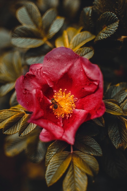 Las flores son muy bonitas a la vista y adecuadas para el jardín o el interior.