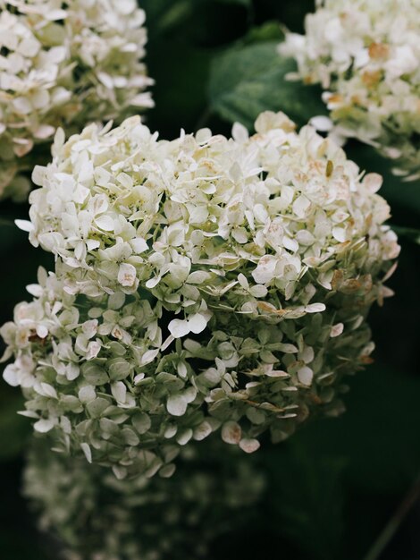 Flores suaves y blancas de hortensia contra un fondo verde