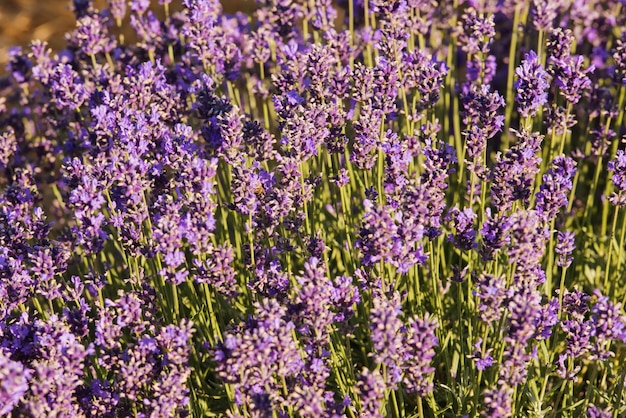 Flores suaves y enfocadas hermosas flores de lavanda floreciendo