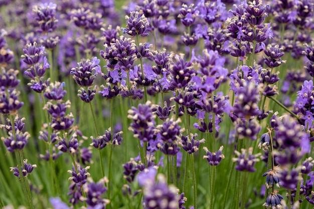 Flores suaves y enfocadas hermosas flores de lavanda floreciendo