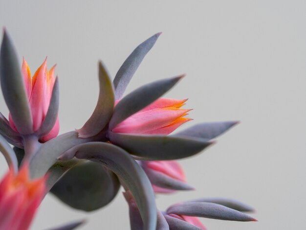 Flores suculentas de Echeveria naranja. Floración suculenta. enfoque selectivo