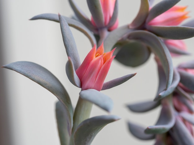 Flores suculentas de Echeveria naranja. Floración suculenta. enfoque selectivo