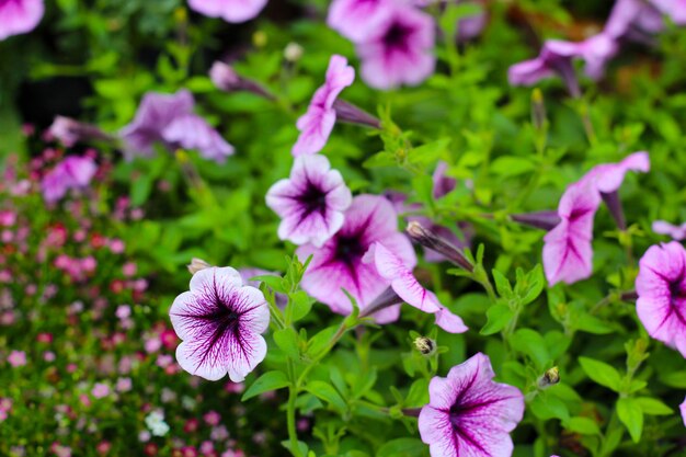 Foto las flores de supertunia floreciendo en el jardín