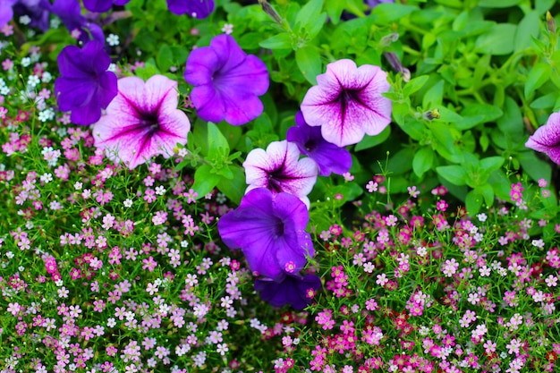 Foto las flores de supertunia floreciendo en el jardín