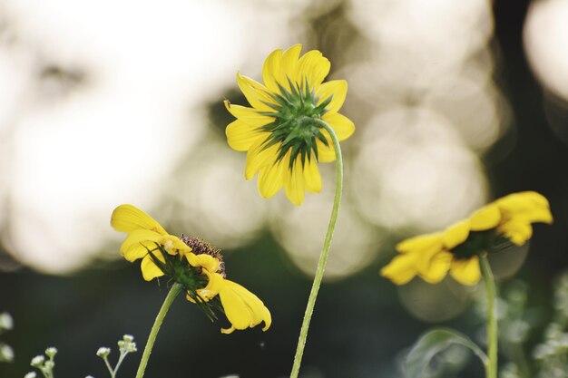 Las flores de Susan de llave negra tienen una sola fila de pétalos dorados que rodean un centro negro o marrón