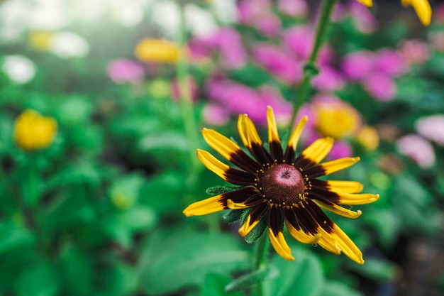 Foto flores de susan de ojos negros en la maceta de la planta en el interior