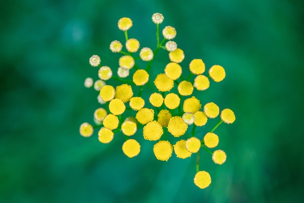 Las flores del tansy se cierran para arriba. tanacetum vulgare planta de la flor.