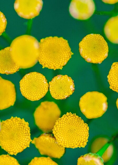 Las flores del tansy se cierran para arriba. Tanacetum vulgare planta de la flor.