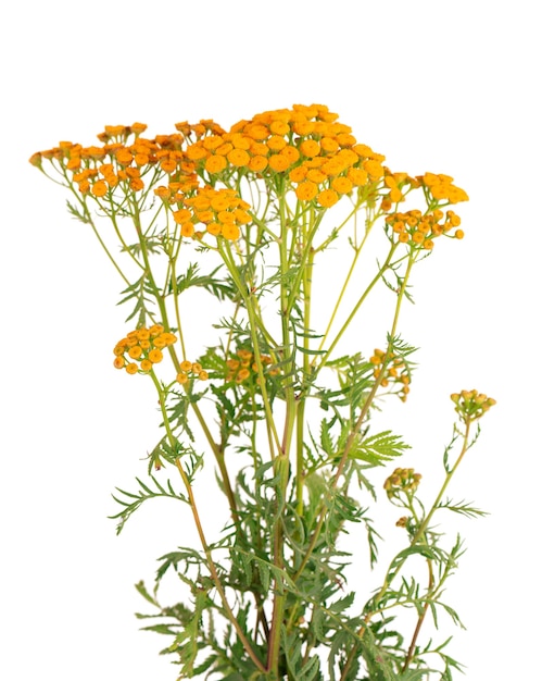 Flores Tansy ou Tanacetum vulgare, isoladas no fundo branco. Planta medicinal à base de plantas.