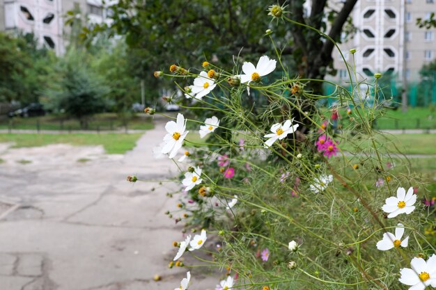 Foto flores tardias de outono em um canteiro de flores da cidade após uma chuva de outono em tempo nublado