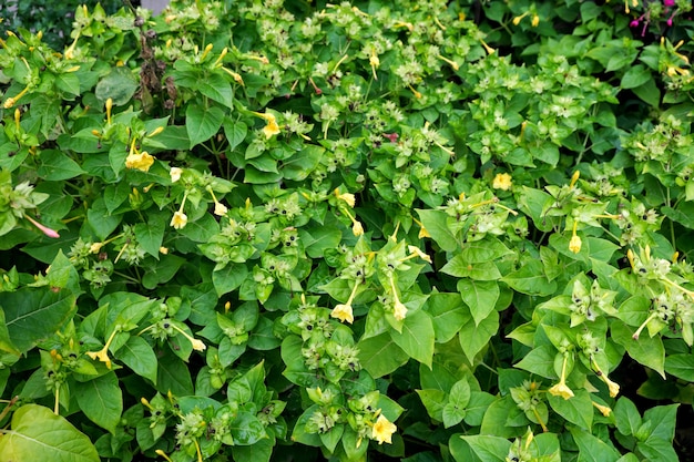 Flores tardias de outono em um canteiro de flores da cidade após uma chuva de outono em tempo nublado