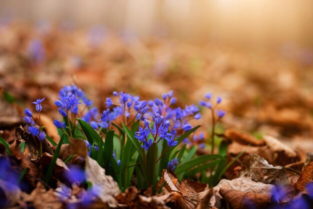 Flores tempranas de primavera Csilla siberica en el bosque entre hojas viejas