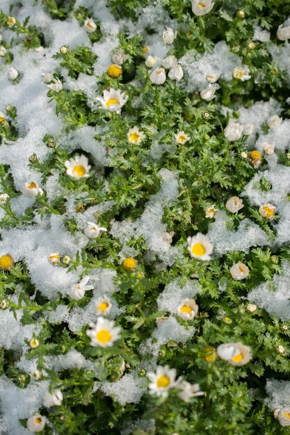 Flores tempranas de la primavera bajo la nieve.