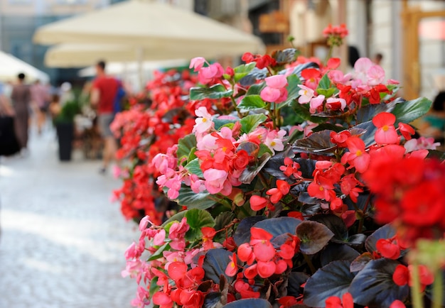 Flores en la terraza del restaurante