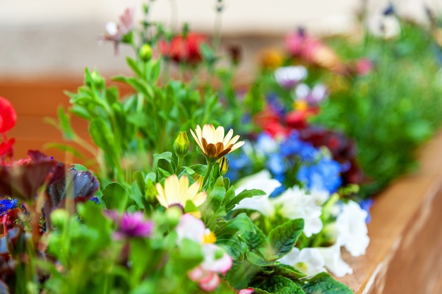 Flores en la terraza del restaurante