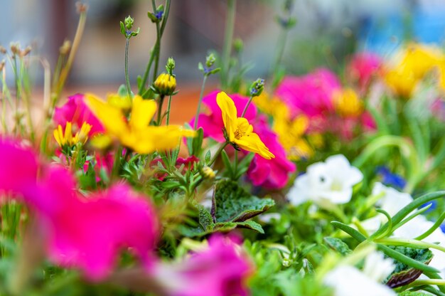 Flores en la terraza del restaurante