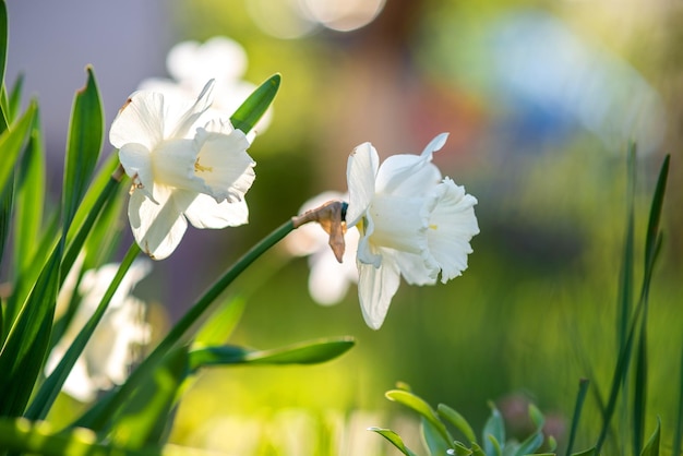 Flores tiernas de narciso blanco que florecen en el jardín de primavera