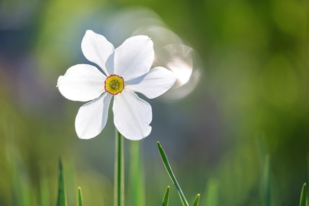 Flores tiernas de narciso blanco que florecen en el jardín soleado de primavera