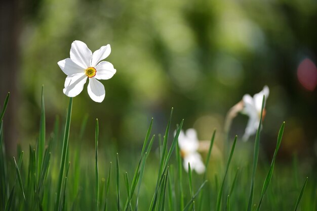 Flores tiernas de narciso blanco que florecen en el jardín soleado de primavera.