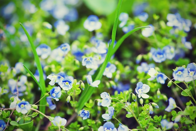 Flores tiernas de nomeolvides que florecen en primavera