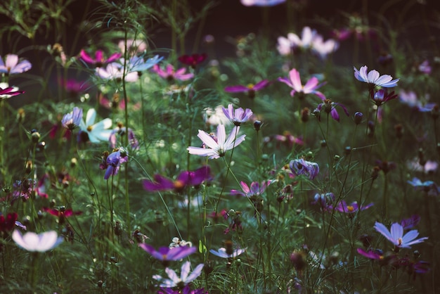 Flores tiernas violetas